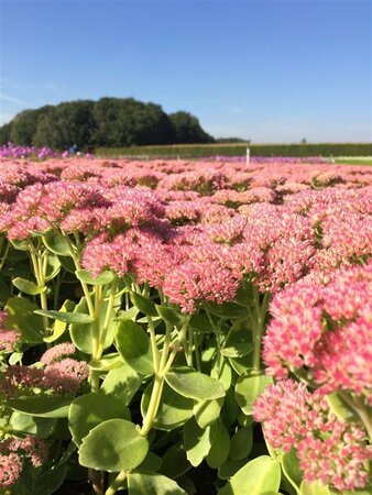 Sedum 'Herbstfreude' P9 - afbeelding 11