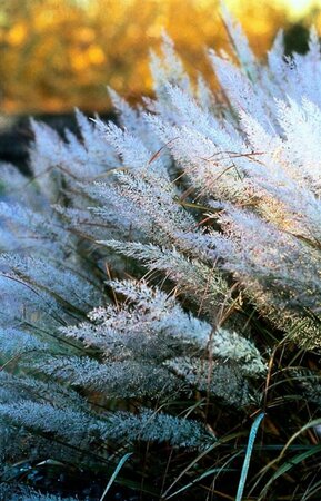Calamagrostis brachytricha P9 - afbeelding 2