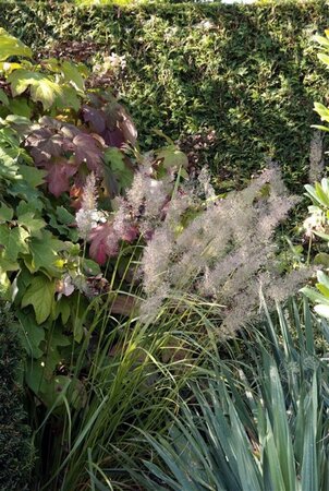 Calamagrostis brachytricha P9 - afbeelding 3