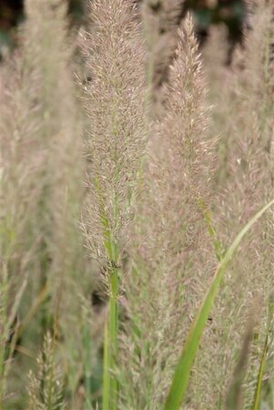 Calamagrostis brachytricha P9 - afbeelding 4
