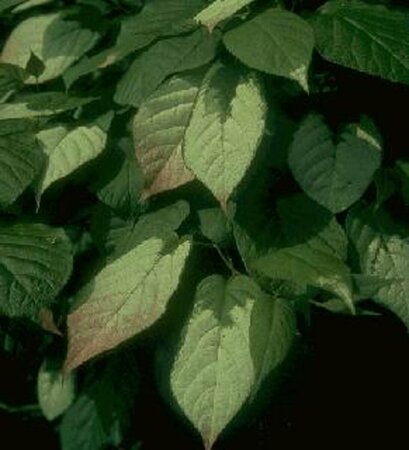Actinidia kolomikta 50/60 C.  - afbeelding 3