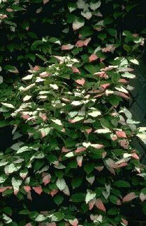 Actinidia kolomikta 50/60 C.  - afbeelding 2