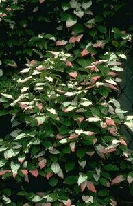 Actinidia kolomikta 50/60 C.  - afbeelding 2