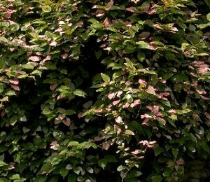 Actinidia kolomikta 50/60 C.