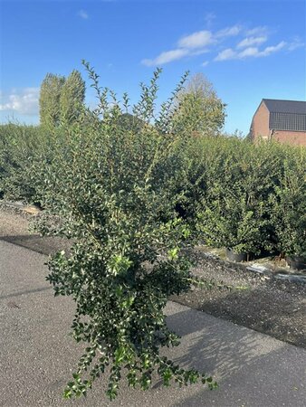 Osmanthus burkwoodii - afbeelding 3