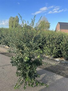 Osmanthus burkwoodii - afbeelding 3