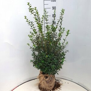 Osmanthus burkwoodii - afbeelding 6
