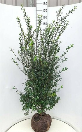 Osmanthus burkwoodii - afbeelding 5