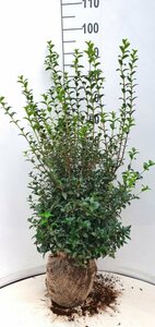 Osmanthus burkwoodii - afbeelding 2