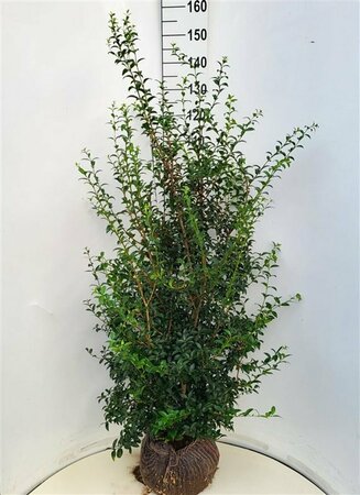 Osmanthus burkwoodii - afbeelding 4