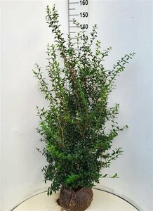 Osmanthus burkwoodii - afbeelding 4