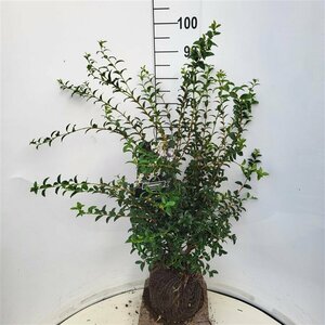 Osmanthus burkwoodii - afbeelding 7