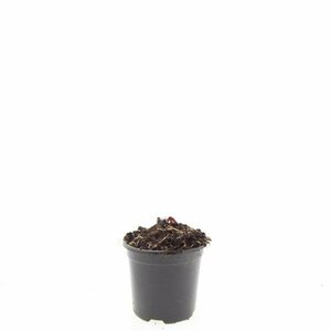Paeonia lactiflora 'Karl Rosenfield' P11 - afbeelding 5