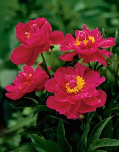 Paeonia lactiflora 'Karl Rosenfield' P11 - afbeelding 2