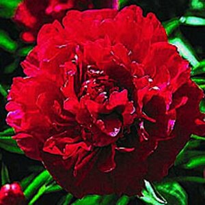 Paeonia lactiflora 'Karl Rosenfield' P11 - afbeelding 3