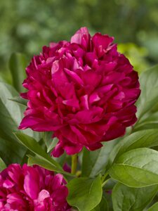 Paeonia lactiflora 'Karl Rosenfield' P11 - afbeelding 4