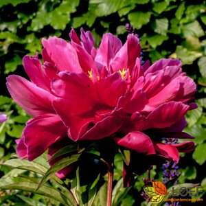 Paeonia lactiflora 'Karl Rosenfield' P11