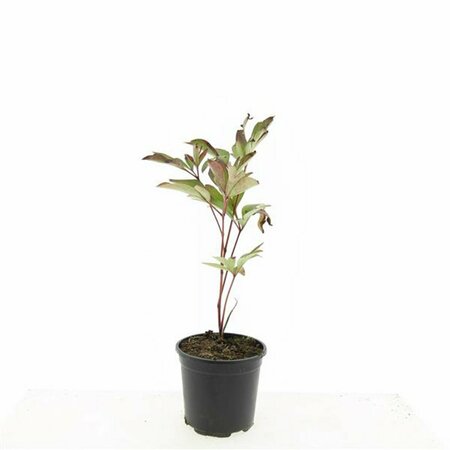 Paeonia lactiflora 'Karl Rosenfield' P11 - afbeelding 6