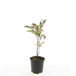 Paeonia lactiflora 'Karl Rosenfield' P11 - afbeelding 6