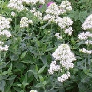Centranthus ruber 'Albus' P9 - afbeelding 2