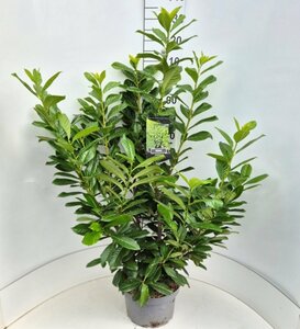 Prunus laurocerasus 'Novita' - afbeelding 7