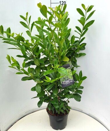 Prunus laurocerasus 'Novita' - afbeelding 6