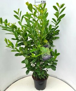 Prunus laurocerasus 'Novita' - afbeelding 6