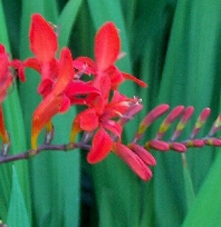 Crocosmia 'Lucifer' P9 - afbeelding 4
