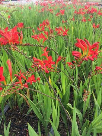 Crocosmia 'Lucifer' P9 - afbeelding 3