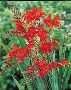 Crocosmia 'Lucifer' P9 - afbeelding 6
