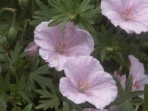 Geranium sanguineum striatum P9 - afbeelding 4