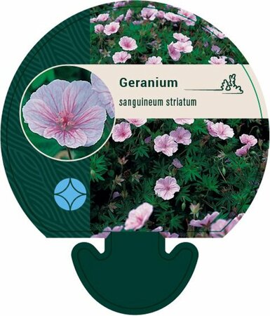 Geranium sanguineum striatum P9 - afbeelding 2