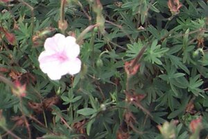 Geranium sanguineum striatum P9
