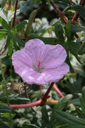 Geranium sanguineum striatum P9 - afbeelding 3