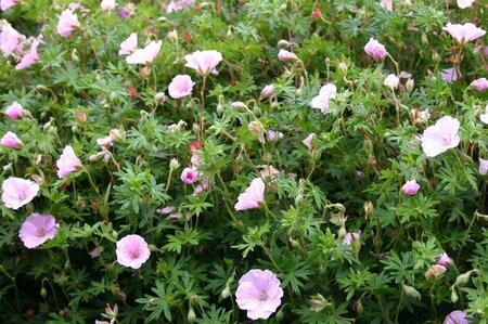Geranium sanguineum striatum P9 - afbeelding 7