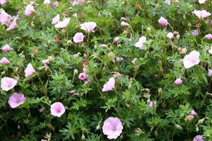 Geranium sanguineum striatum P9 - afbeelding 7