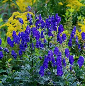 Aconitum carmichaelii 'Arendsii' P9