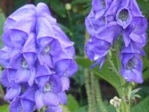 Aconitum carmichaelii 'Arendsii' P9 - afbeelding 2