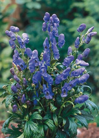 Aconitum carmichaelii 'Arendsii' P9 - afbeelding 3