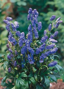 Aconitum carmichaelii 'Arendsii' P9 - afbeelding 3