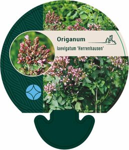 Origanum laevigatum 'Herrenhausen' P9 - afbeelding 4