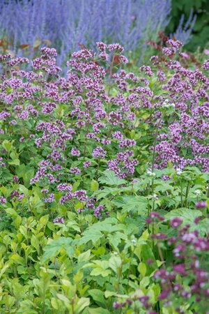 Origanum laevigatum 'Herrenhausen' P9 - afbeelding 5