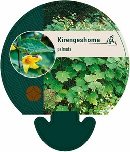 Kirengeshoma palmata P9 - afbeelding 2