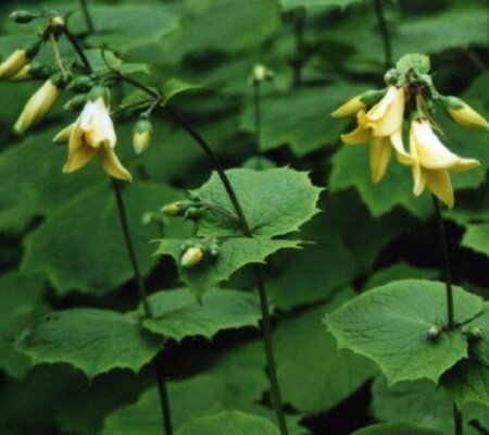Kirengeshoma palmata P9 - afbeelding 4