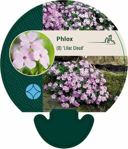 Phlox (D) 'Lilac Cloud' P9