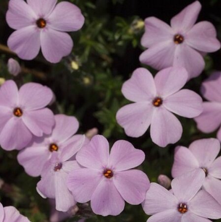 Phlox (D) 'Lilac Cloud' P9 - afbeelding 2