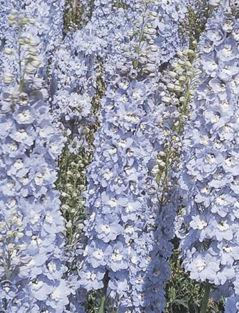 Delphinium pacific 'Summer Skies' P9