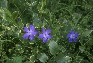 Vinca major 'Variegata' P9