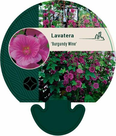 Lavatera 'Burgundy Wine' C2 - afbeelding 5