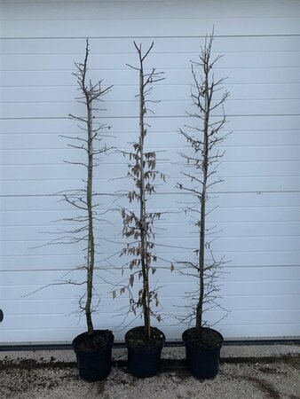 Carpinus betulus - afbeelding 6